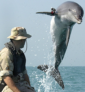 military-dolphin2