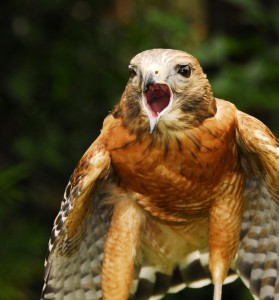 Cry_of_the_Hawk_-_Flickr_-_Andrea_Westmoreland